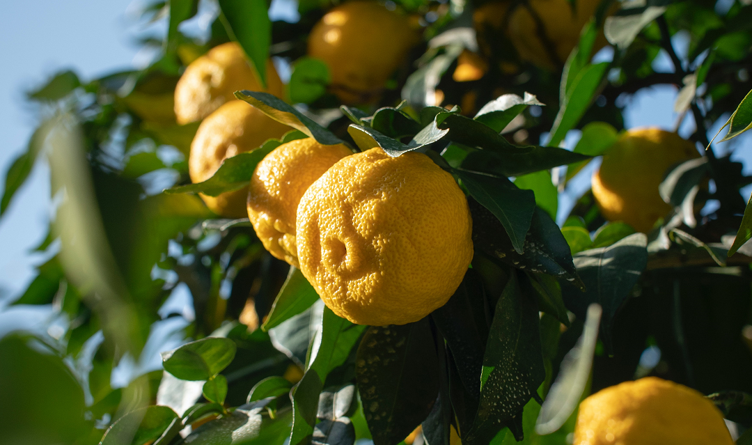Yuzu, tutte le virtù del superfood giapponese