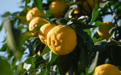 Yuzu, tutte le virtù del superfood giapponese